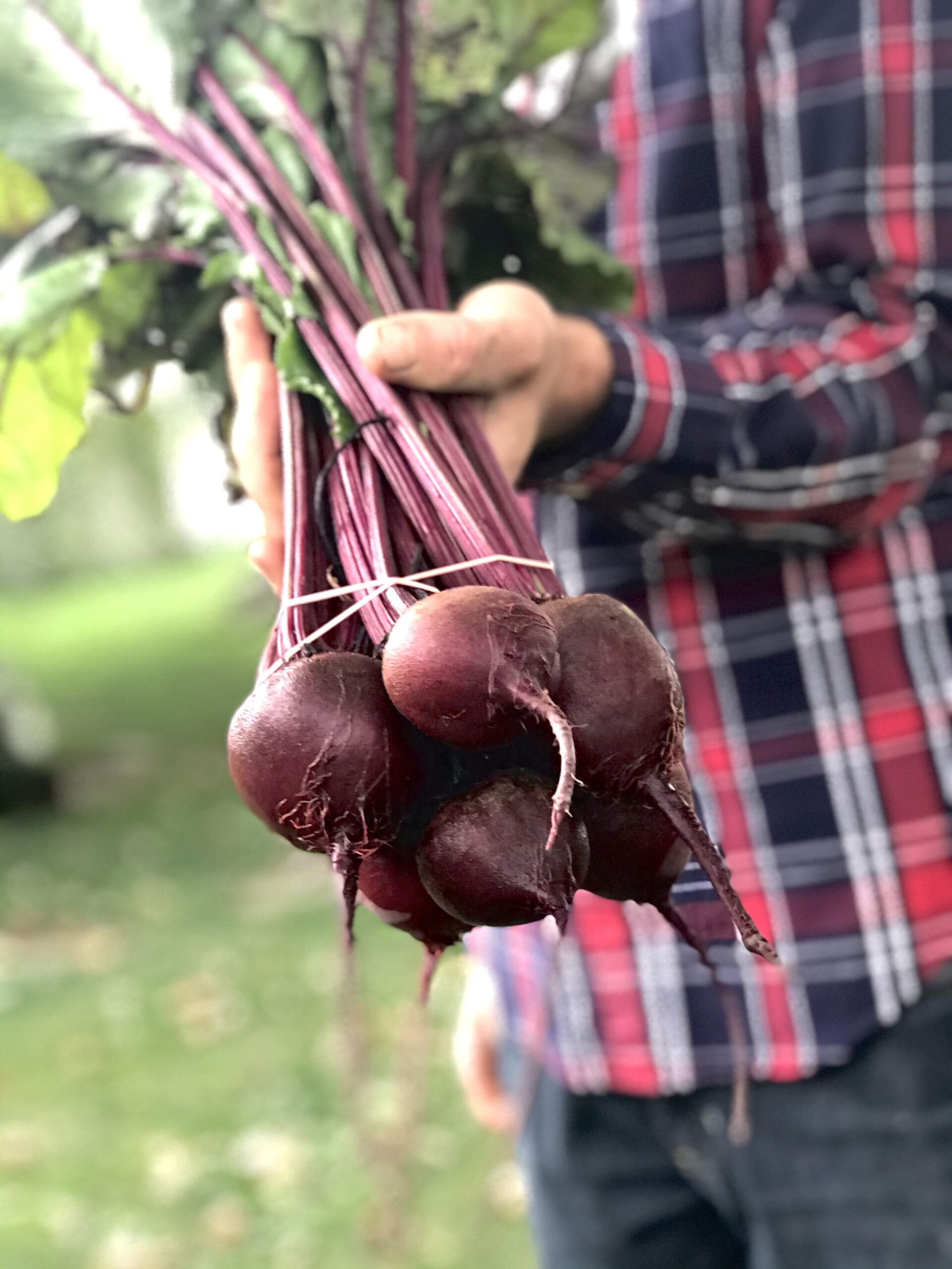Ridge+Lane+Farm+Indiana+-+Beets